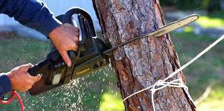 Best Emergency Tree Removal  in Essex, MD