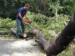 Best Tree Maintenance Programs  in Essex, MD