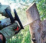 Best Tree Disease Treatment  in Essex, MD