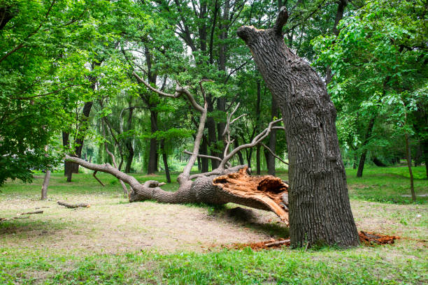 Seasonal Cleanup (Spring/Fall) in Essex, MD