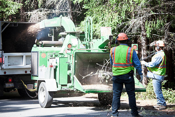 Best Tree Preservation Services  in Essex, MD