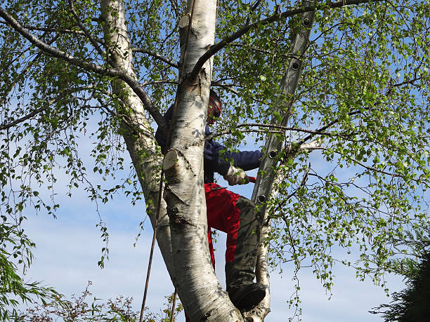 Best Leaf Removal  in Essex, MD